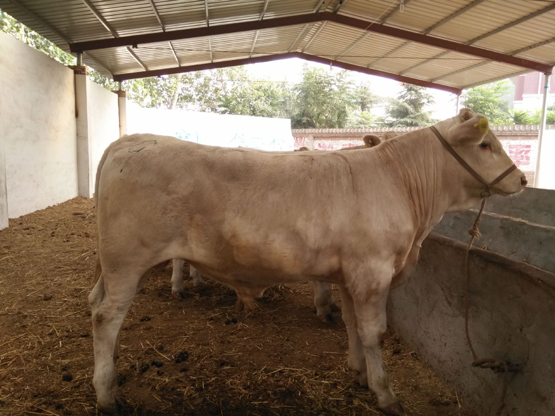 3、夏洛萊肉牛育肥預(yù)混料：肉牛預(yù)混料中還應(yīng)添加哪些其他成分才能喂給肉牛？ 