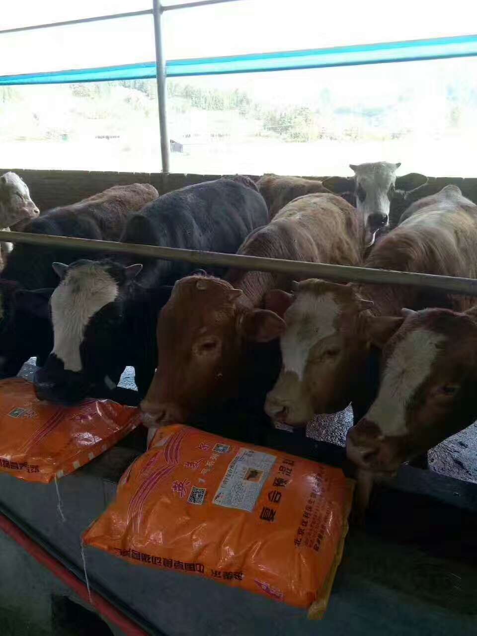 1、肉牛育肥預混料：英美牛飼料有效嗎？