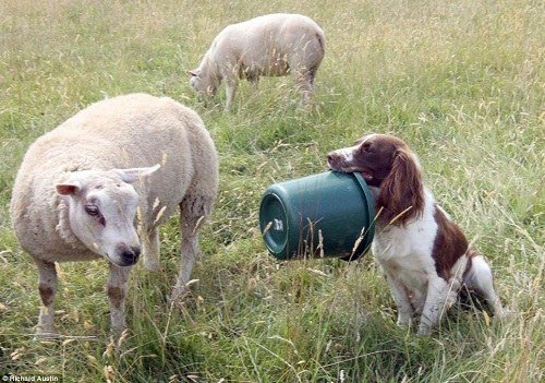 2、狗吃豬飼料有什么壞處？會發(fā)生什么？ 