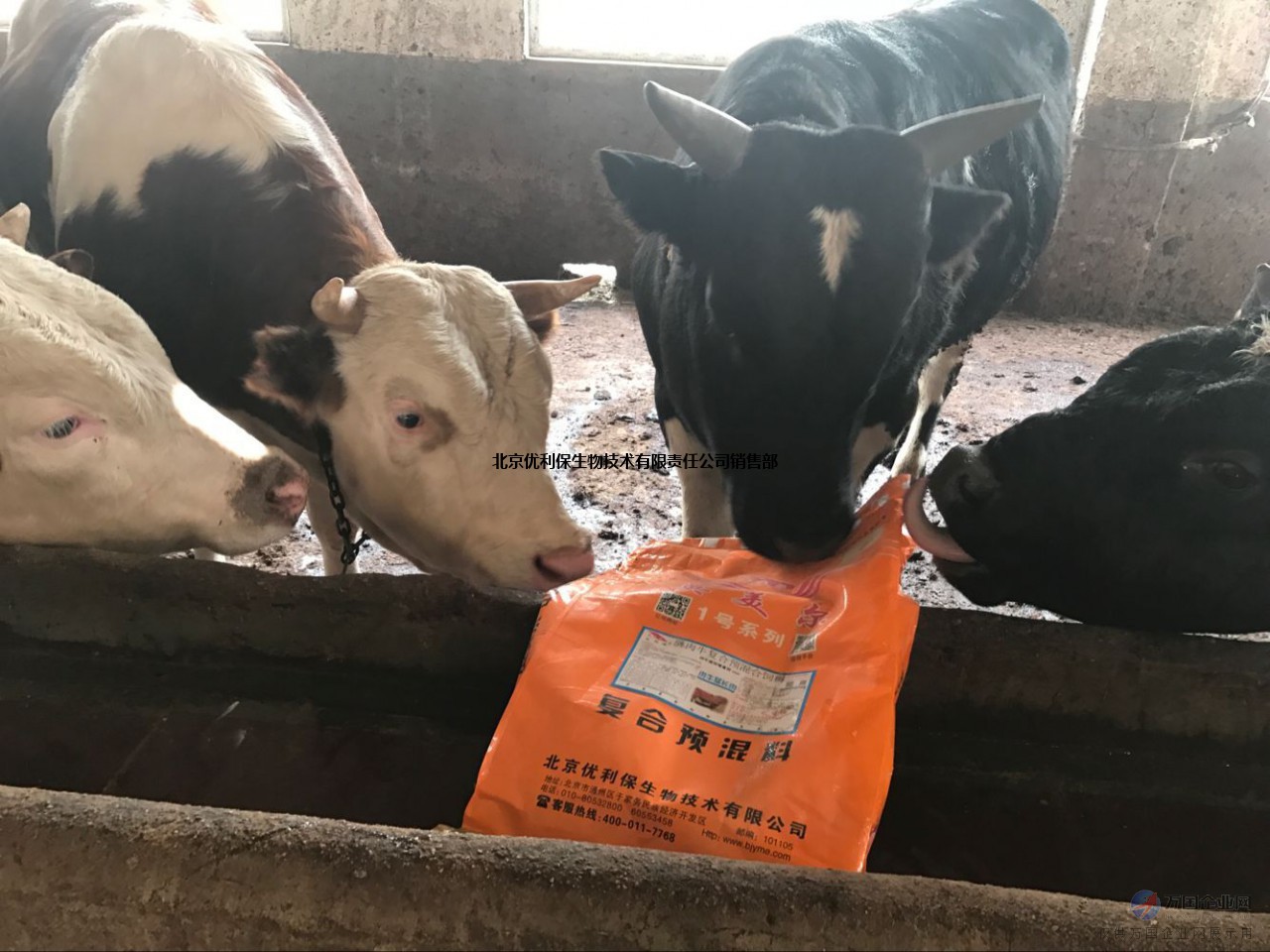 2、什么牌子的飼料對(duì)牛好？