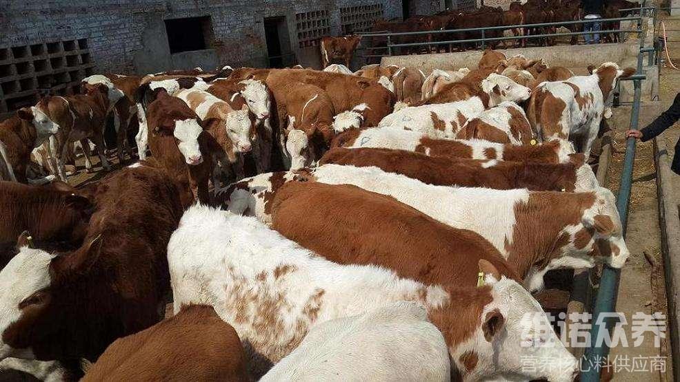 1、肉牛經(jīng)常喂粗飼料。肉牛吃什么粗飼料比較好？ 