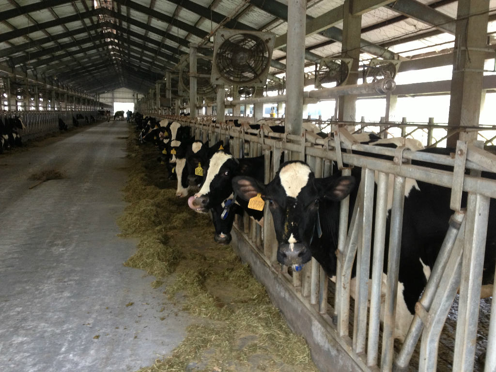 2、奶牛采食量是多少
