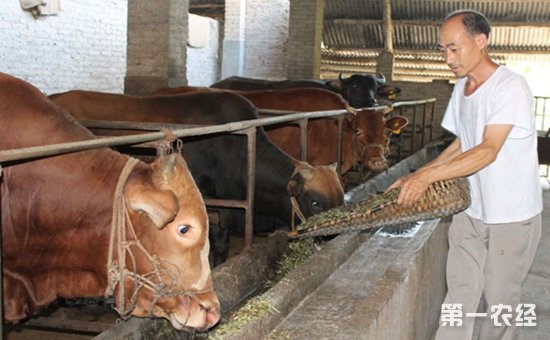 3、一公斤育肥牛西門塔爾日飼料成本是多少