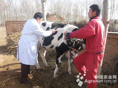 1、奶牛各階段飼料配方