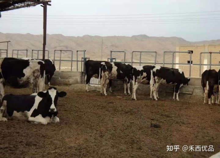 2、一頭奶牛吃多少精飼料？ 
