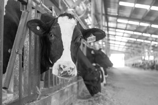 1、奶牛各階段飼料配方
