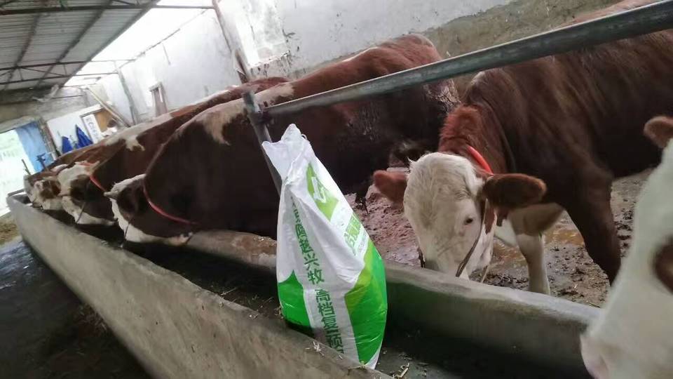 2、～斤肉牛精飼料配方