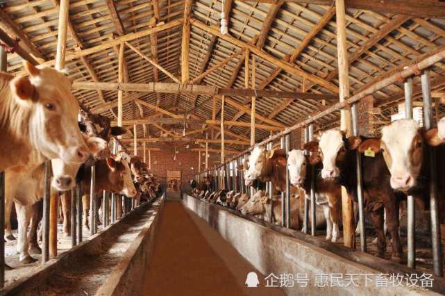 3、奶牛各階段飼料配方