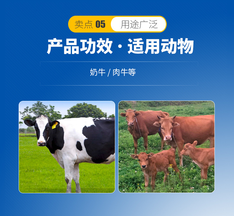 3、奶牛用青貯飼料生產(chǎn)的關(guān)鍵，奶牛用青貯飼料如何制作？ 
