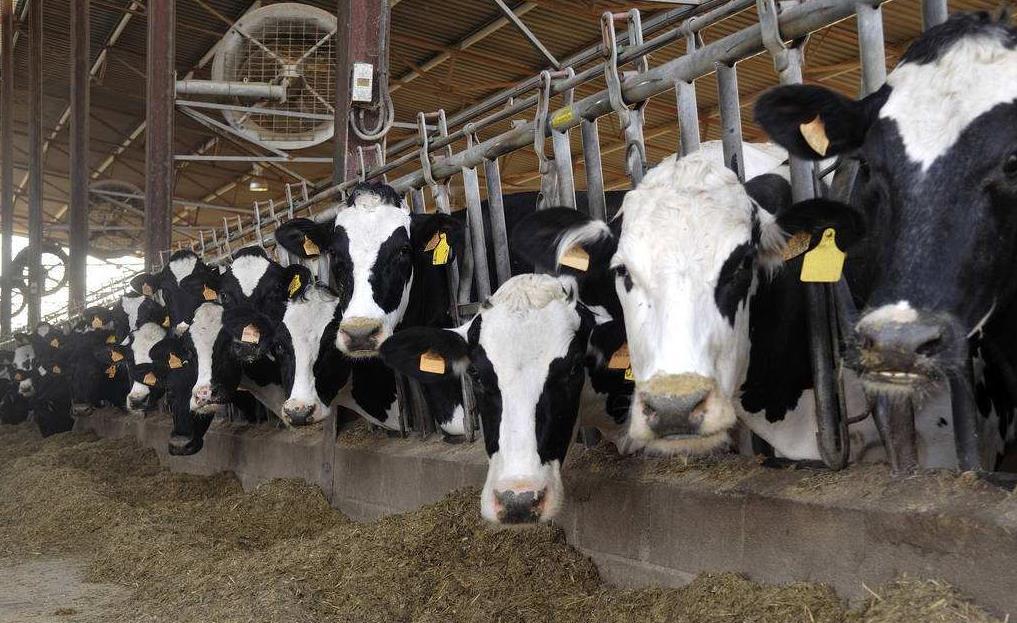 2、青貯飼料對奶牛的健康有哪些好處？ 