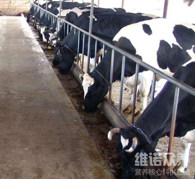 2、奶牛各階段飼料配方