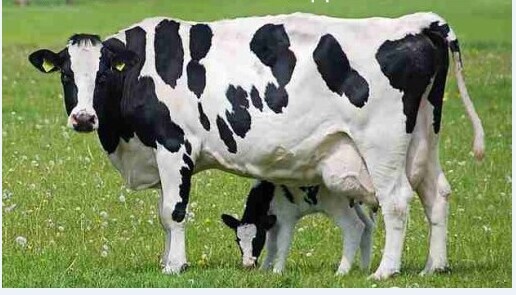 3、奶牛各階段飼料配方