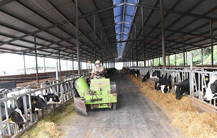 2、奶牛為什么不能喂飼料？