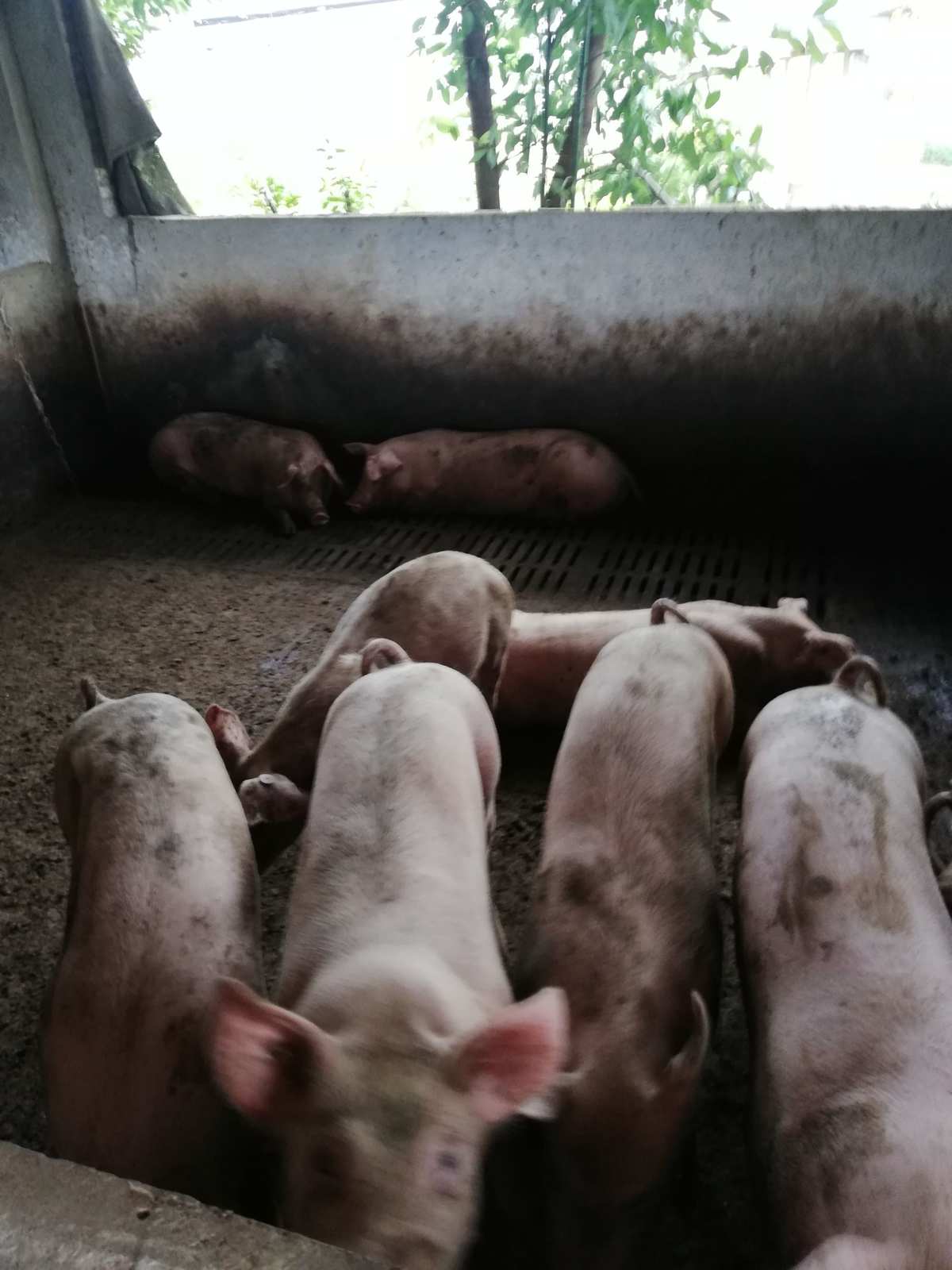 二、如何飼養(yǎng)后備母豬？